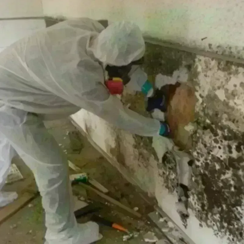 Mold Remediation and Removal in Millersville, TN